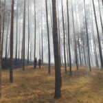 PozarLasuLubrza04