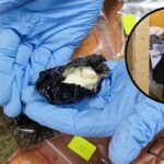 Fot. KMP Zielona Góra