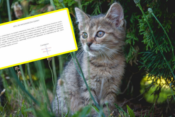 Koty w ogrodzie Gmina Zabór