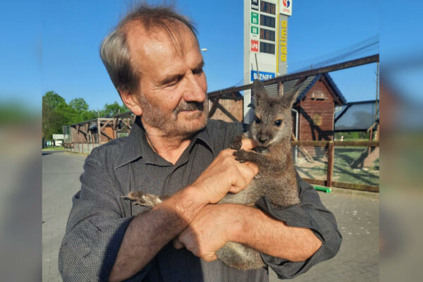 Szokująca kradzież w Lubsku. Ktoś ukradł kangury. „Jego całe życie” Kradzież kangurów Lubsko stacja MOL