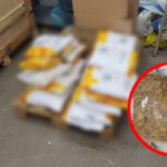 Nielegalny tytoń Zielona Góra - KAS Zielona Góra
