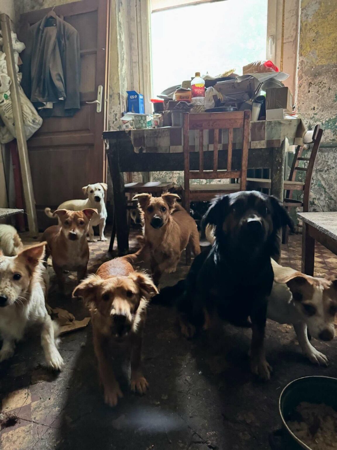 Psy w tragicznych warunkach Gmina Świdnica Lubuskie