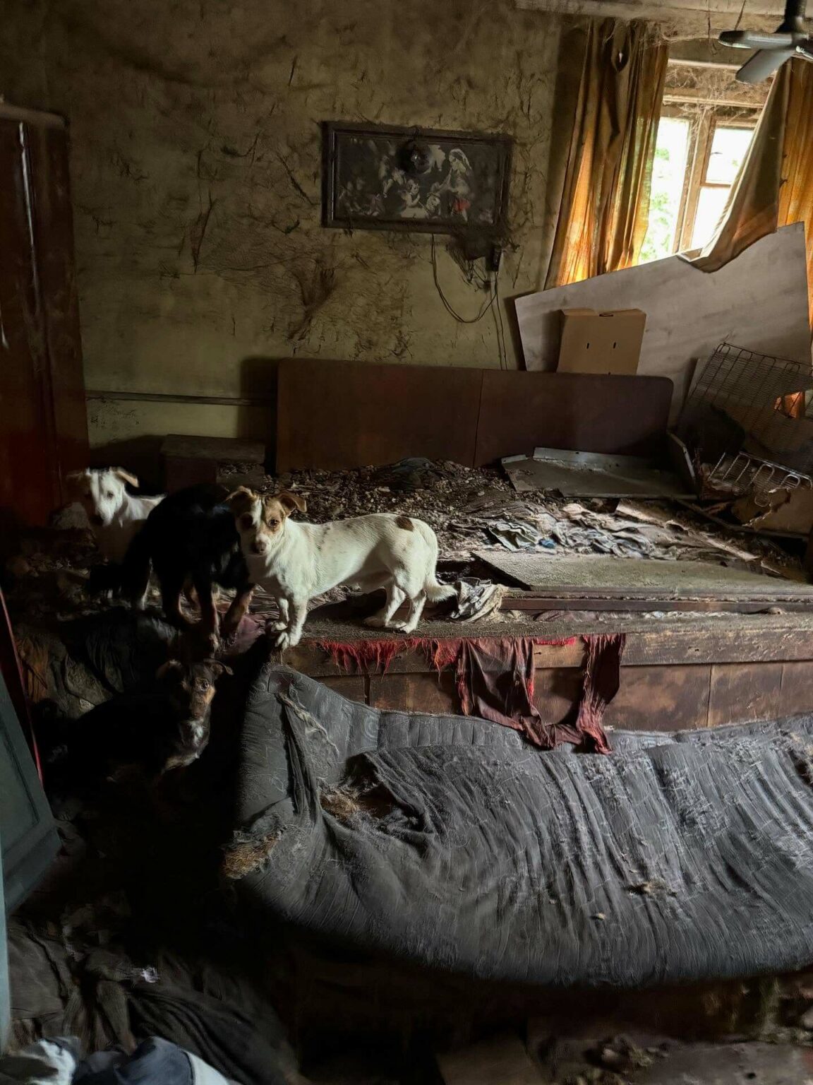 Psy w tragicznych warunkach Gmina Świdnica Lubuskie