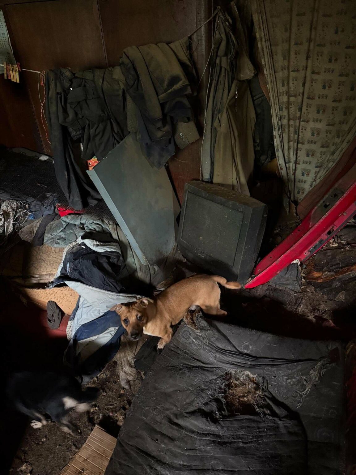 Psy w tragicznych warunkach Gmina Świdnica Lubuskie