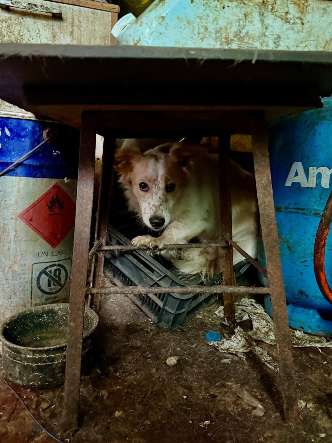 Psy w tragicznych warunkach Gmina Świdnica Lubuskie