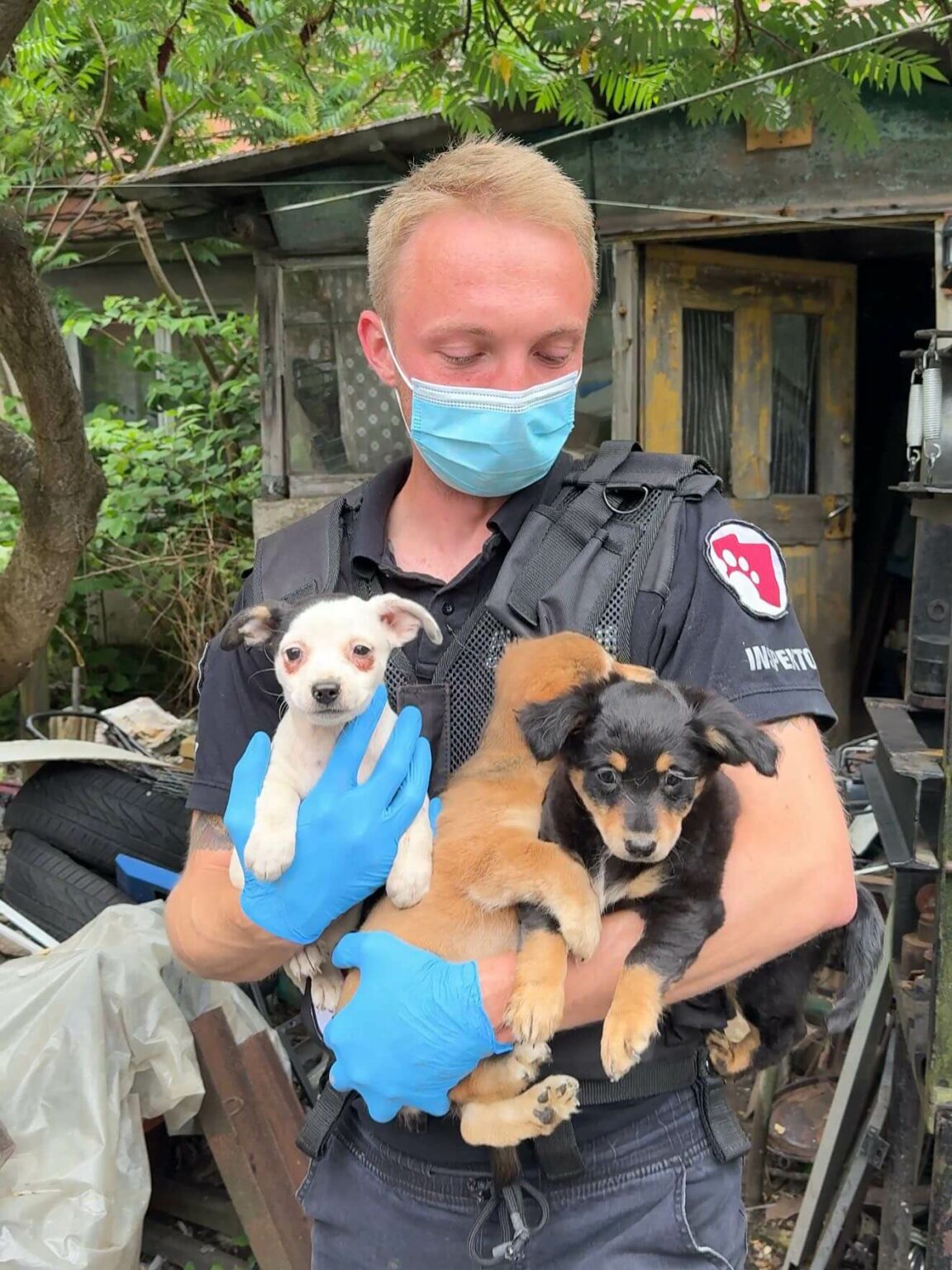 Psy w tragicznych warunkach Gmina Świdnica Lubuskie