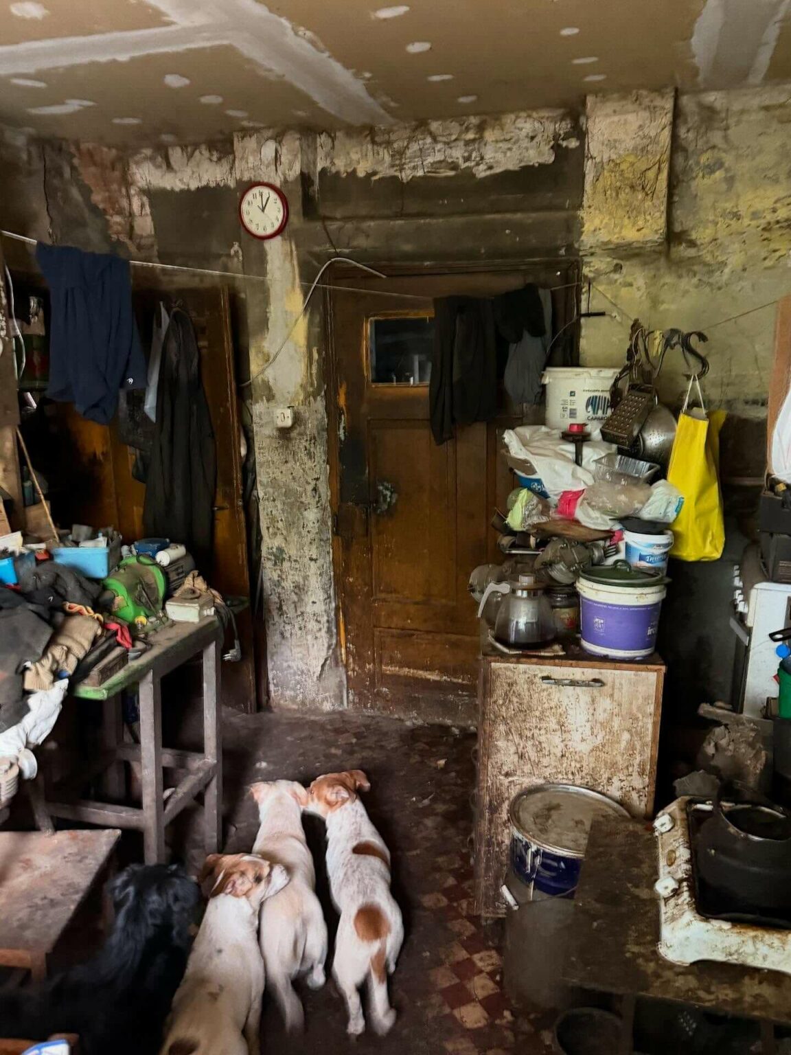 Psy w tragicznych warunkach Gmina Świdnica Lubuskie