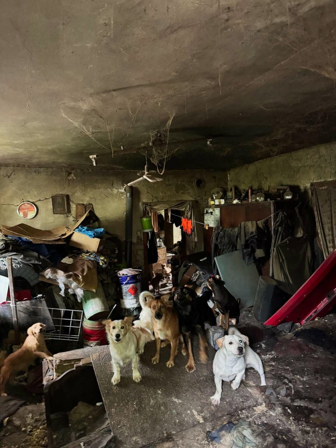 Psy w tragicznych warunkach Gmina Świdnica Lubuskie