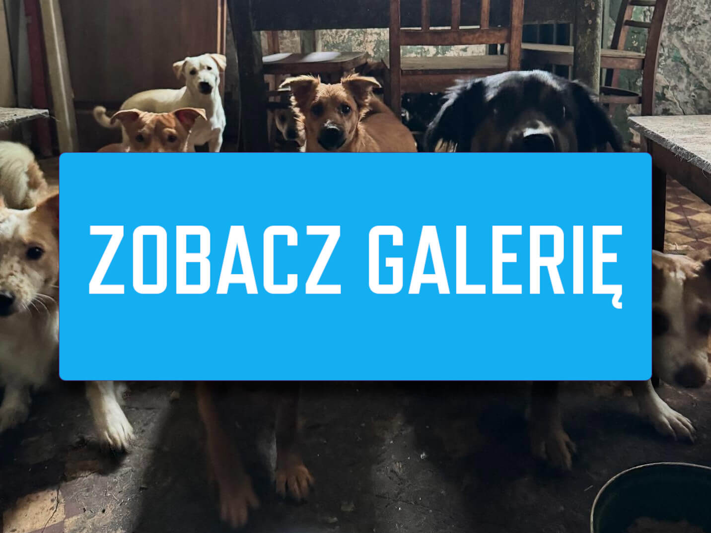 Psy w tragicznych warunkach Gmina Świdnica Lubuskie