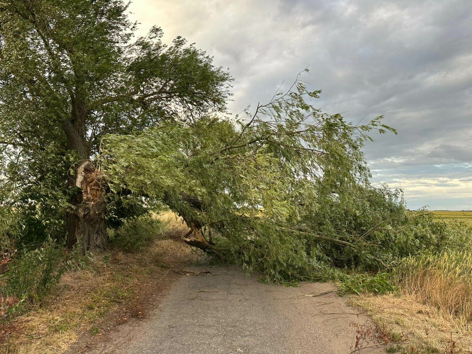 Silny wiatr Lubuskie - Straż pożarna Lubuskie
