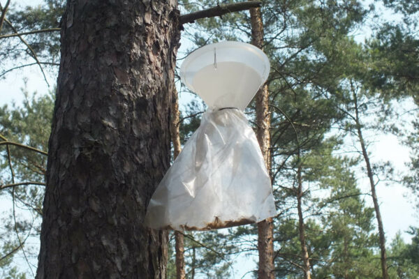 Białe woreczki na drzewach Leśnicy ostrzegają