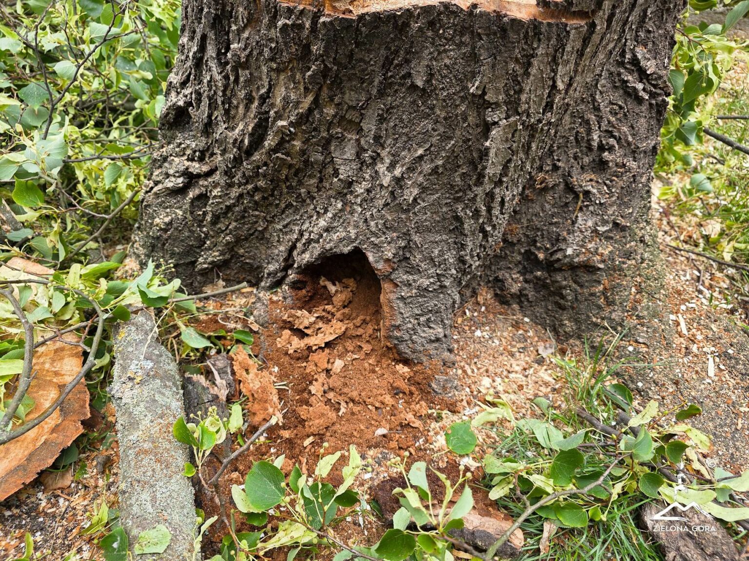 Akcja straż pożarna Zielona G&oacute;ra - Deptak Zielona G&oacute;ra