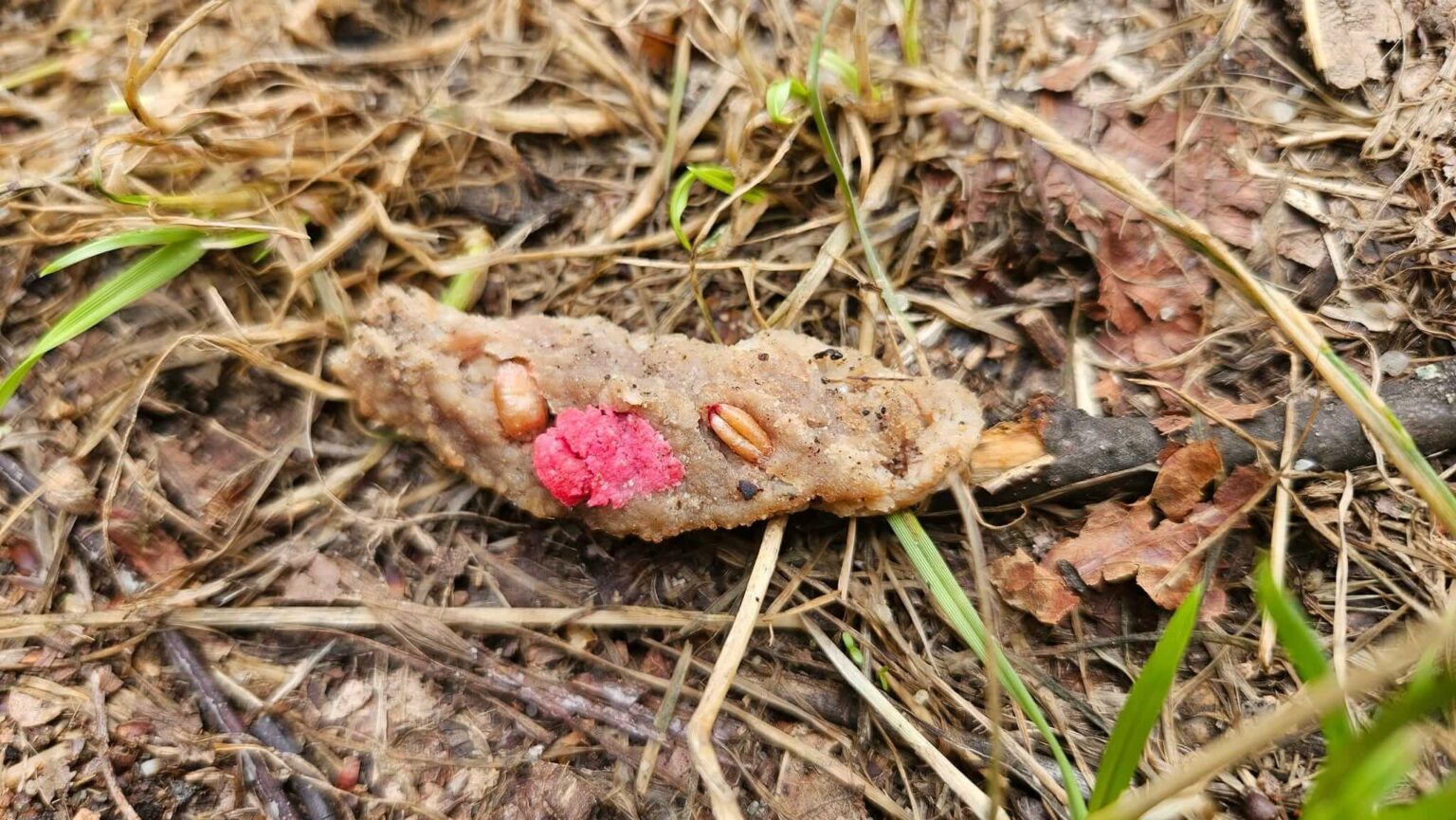 Trutka na psy Zielona G&oacute;ra - Pułapka na psy