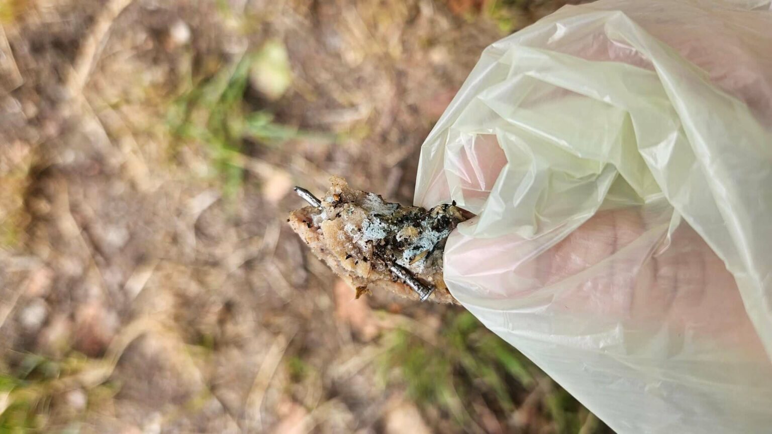 Trutka na psy Zielona G&oacute;ra - Pułapka na psy