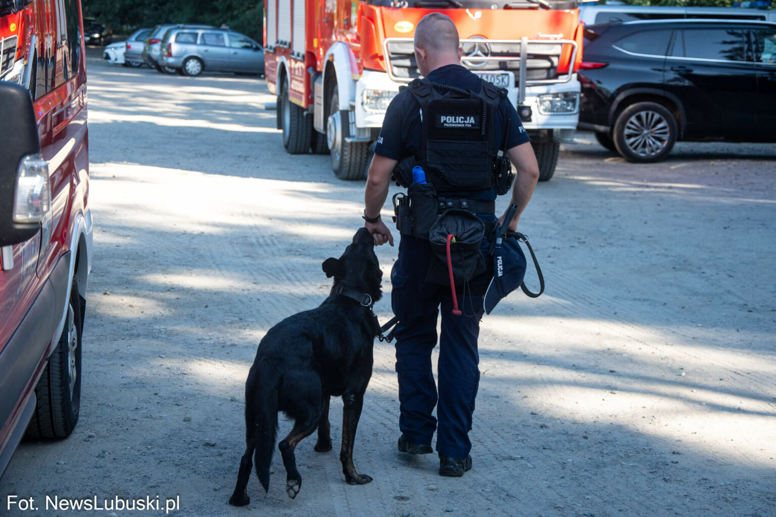 Dzika Ochla Zielona G&oacute;ra - Poszukiwania Zielona G&oacute;ra