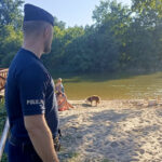 Dzika Ochla Zielona Góra - Policja Zielona Góra
