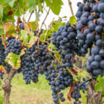 Winobranie Zielona Góra 2025 - Winobusy Zielona Góra