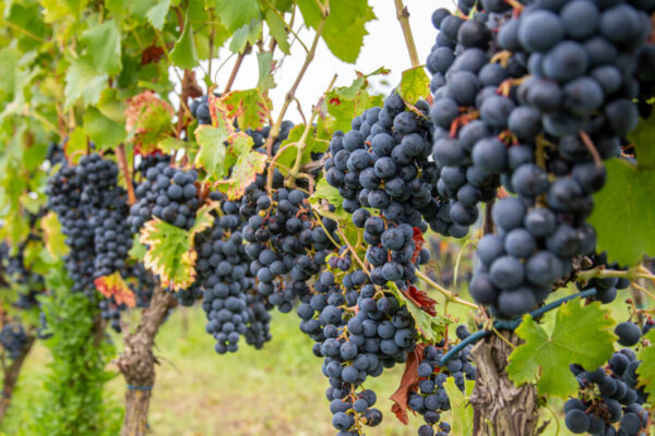 Winobranie 2025 Zielona Góra. Wracają Winobusy! Sprawdź rozkład i ceny biletów Winobranie Zielona Góra 2025 - Winobusy Zielona Góra