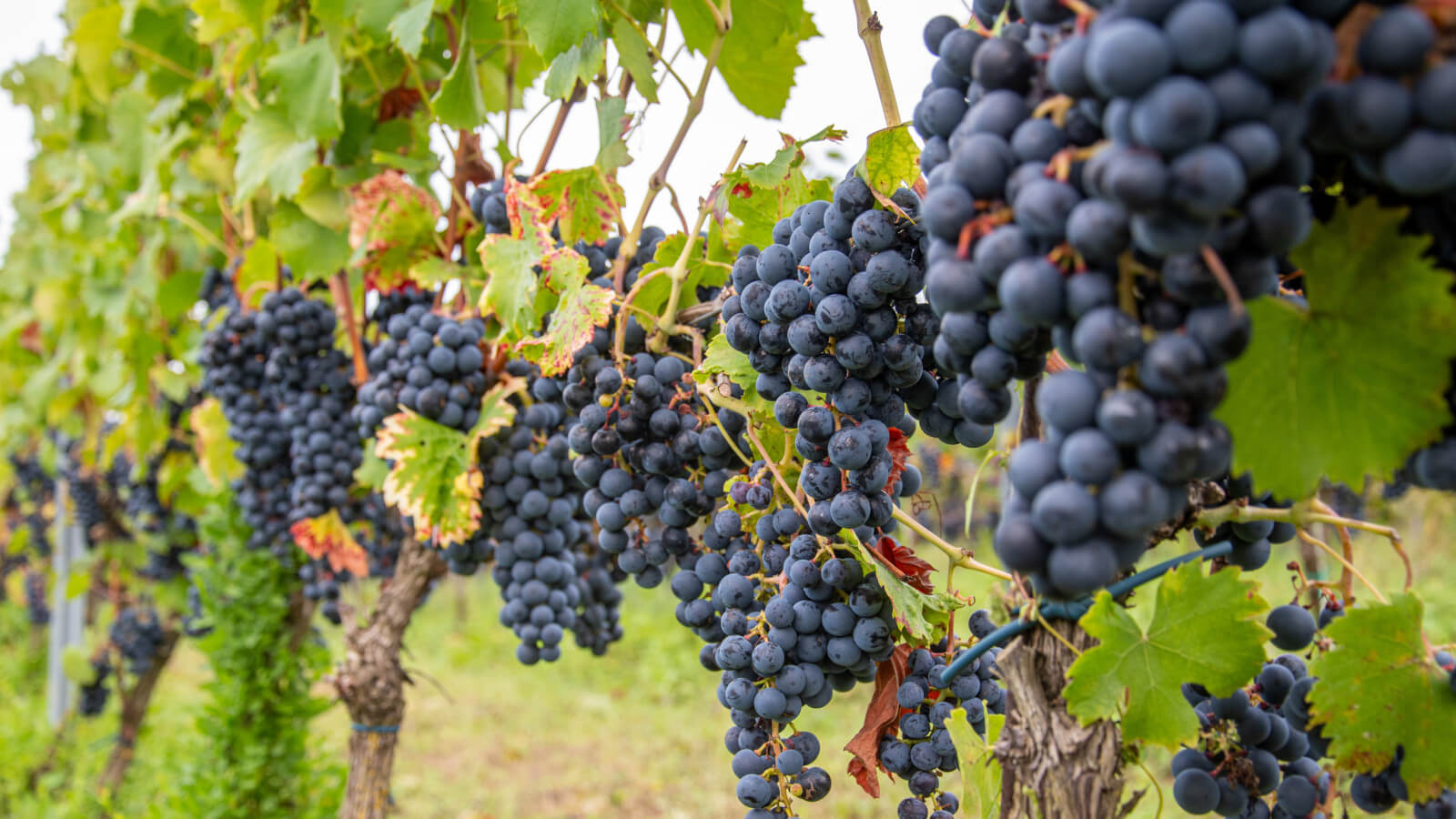 Winobranie Zielona Góra 2025 - Winobusy Zielona Góra