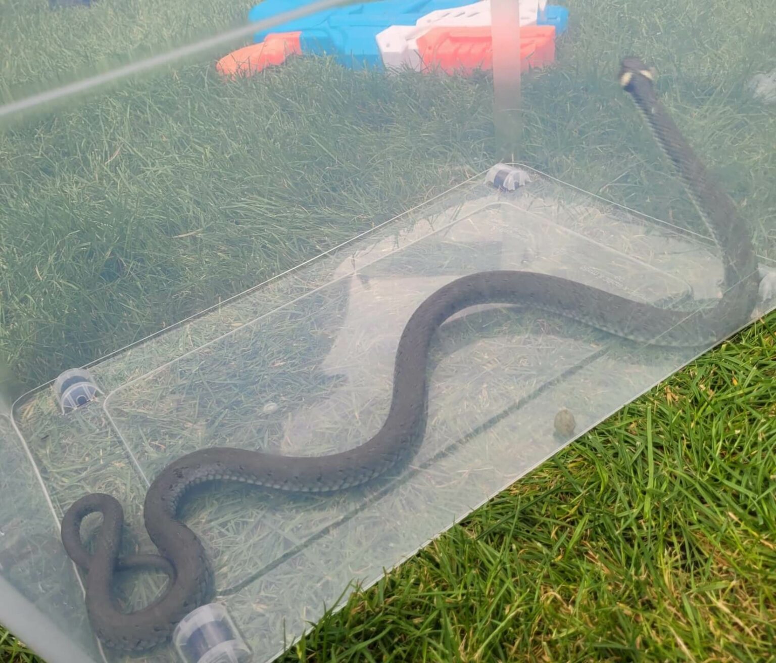 Wąż Zielona G&oacute;ra - Policja Zielona G&oacute;ra