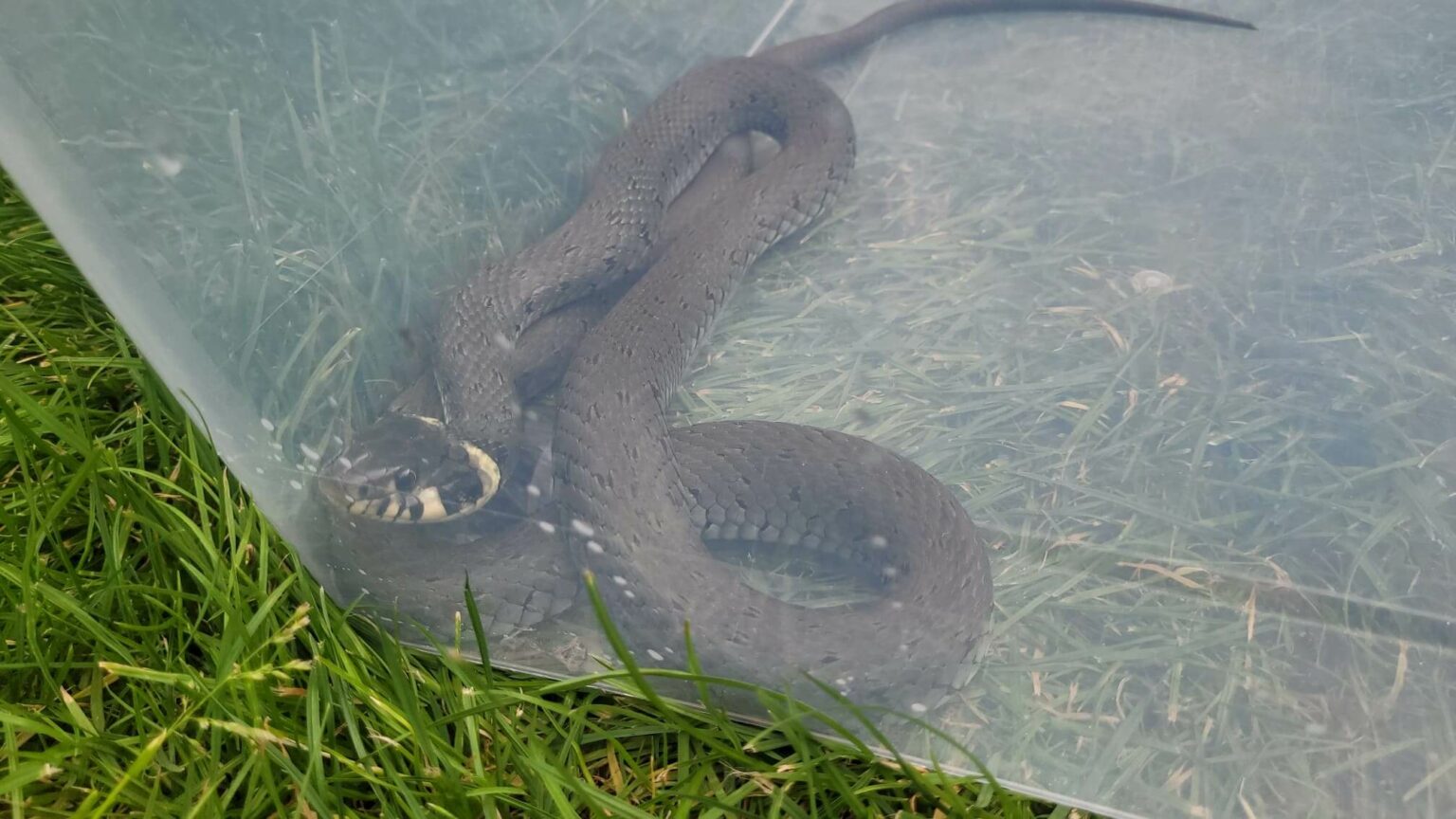 Wąż Zielona G&oacute;ra - Policja Zielona G&oacute;ra