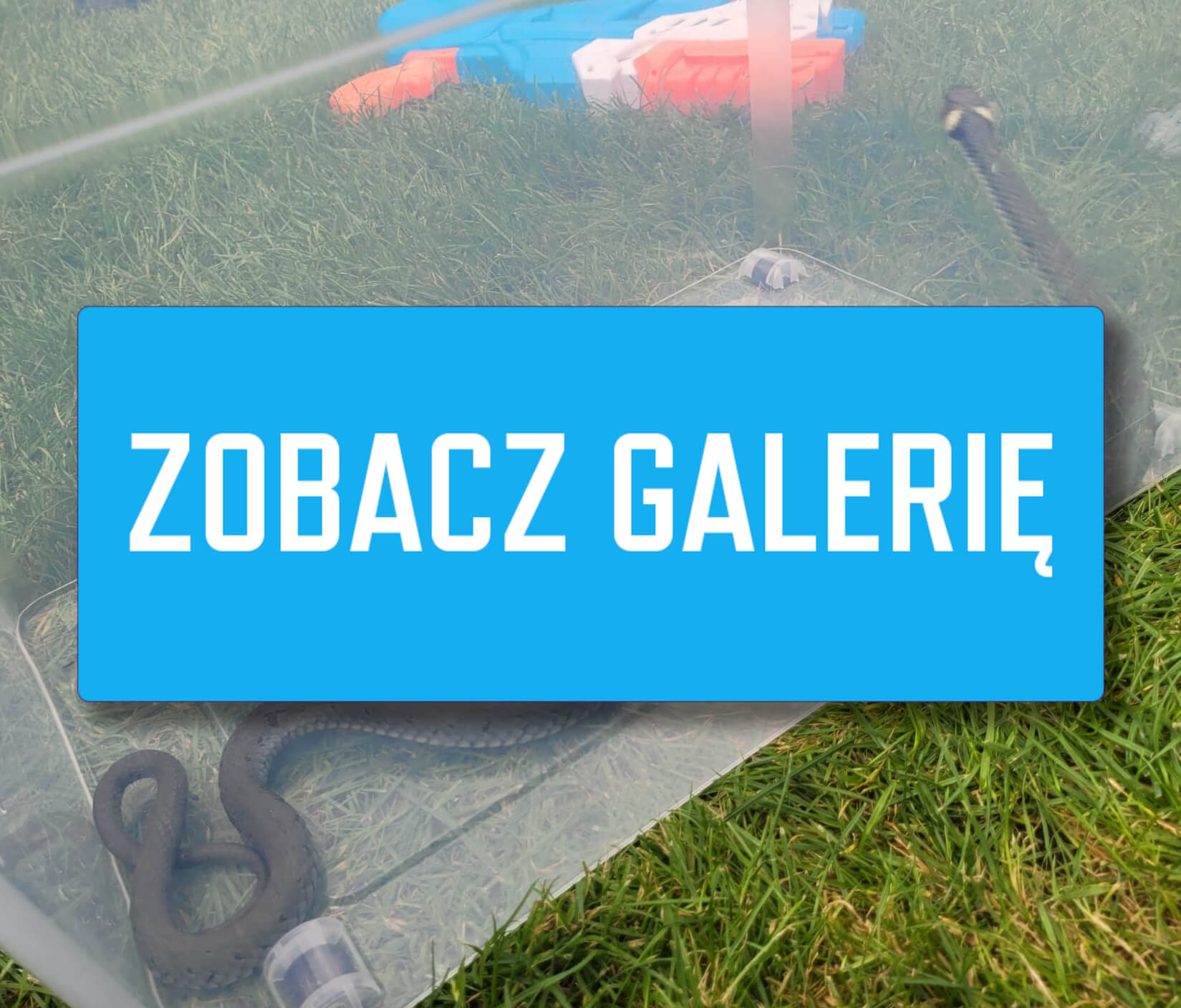 Wąż Zielona Góra - Policja Zielona Góra