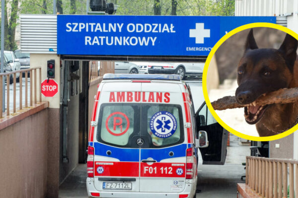 Pogryzienie przez psy Zielona Góra - Strzelnica Racula