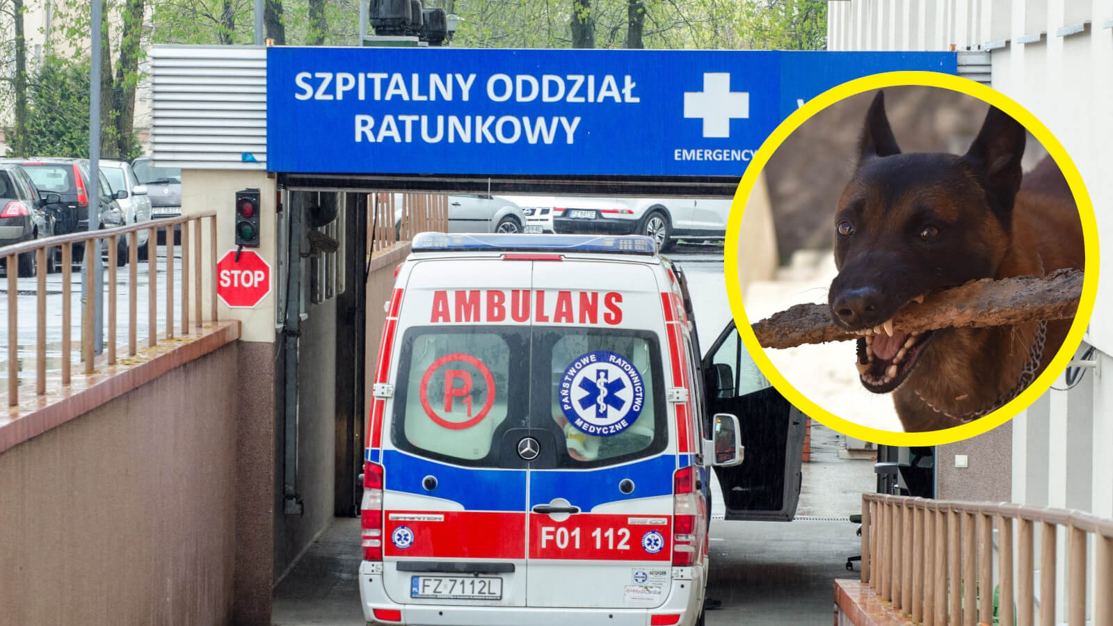 Pogryzienie przez psy Zielona Góra - Strzelnica Racula