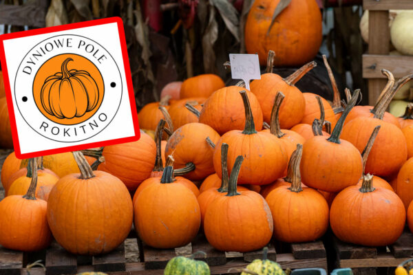 Farma dyniowa w Rokitnie zaprasza jeszcze tylko przez trzy dni! Zrób zapasy na Halloween Farma dyniowa Lubuskie - Dyniowe Pole Rokitno