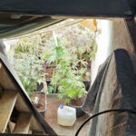 Akcja policji Zielona Góra - Narkotyki Zielona Góra