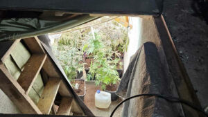 Akcja policji Zielona Góra - Narkotyki Zielona Góra