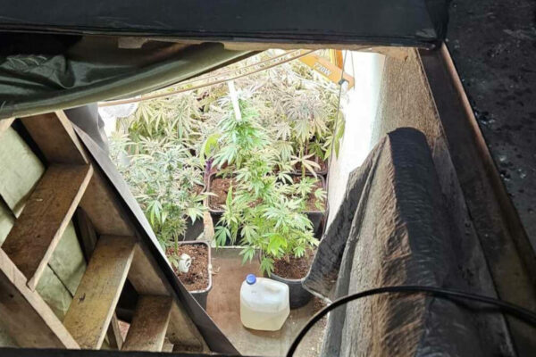 Akcja policji w Zielonej Górze. Nalot na garażową uprawę (ZDJĘCIA) Akcja policji Zielona Góra - Narkotyki Zielona Góra