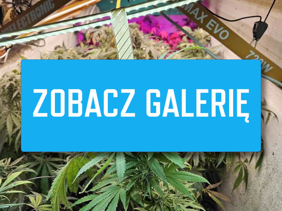Akcja policji Zielona Góra - Narkotyki Zielona Góra