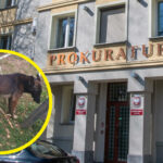 Apel prokuratury Zielona Góra - pogryzienie przez psy Zielona Góra strzelnica Racula