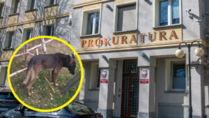 Śmiertelne pogryzienie przez psy w Zielonej Górze. Pilny apel prokuratury