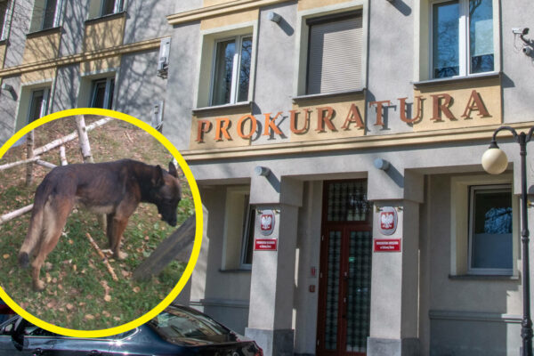 Śmiertelne pogryzienie przez psy w Zielonej Górze. Pilny apel prokuratury Apel prokuratury Zielona Góra - pogryzienie przez psy Zielona Góra strzelnica Racula