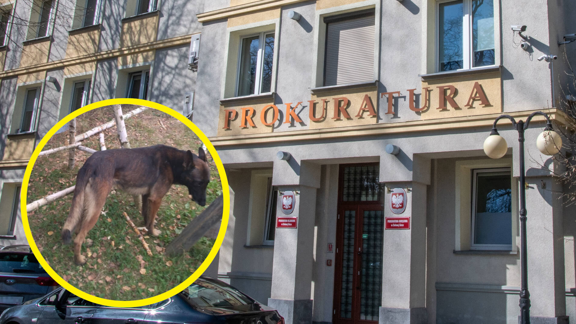 Apel prokuratury Zielona Góra - pogryzienie przez psy Zielona Góra strzelnica Racula