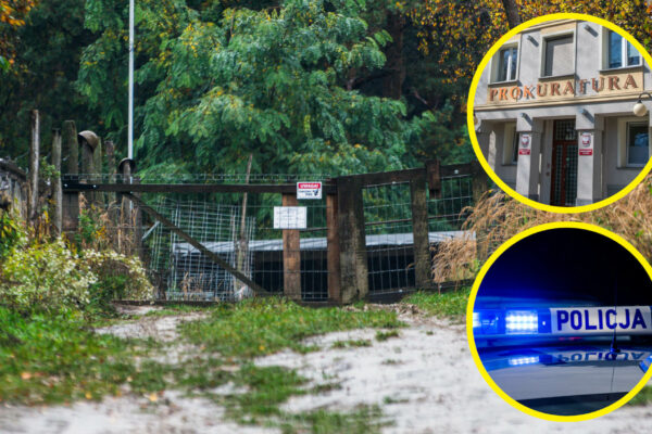 Psy z Raculi: jak wróciły do właściciela w 2024 roku? Schronisko, policja, prokuratura – różne wersje Pogryzienie przez psy Zielona Góra - policja, prokuratura, schronisko