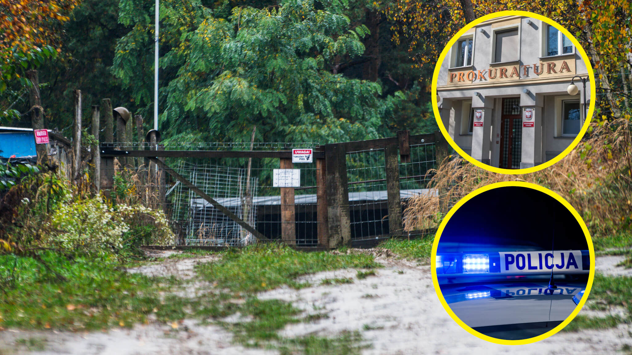 Pogryzienie przez psy Zielona Góra - policja, prokuratura, schronisko