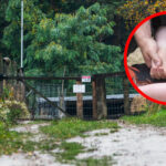 Pogryzienie przez psy Zielona Góra - Piotr M Zielona Góra Strzelnica Racula