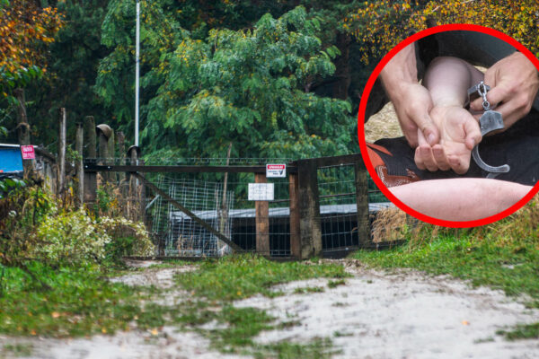 Pogryzienie przez psy Zielona Góra - Piotr M Zielona Góra Strzelnica Racula