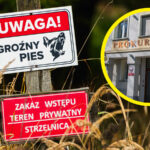 Pogryziony przez psy Zielona Góra owczarek belgijski - Strzelnica Racula