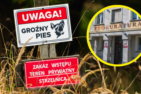 Pogryziony przez psy Zielona Góra owczarek belgijski - Strzelnica Racula