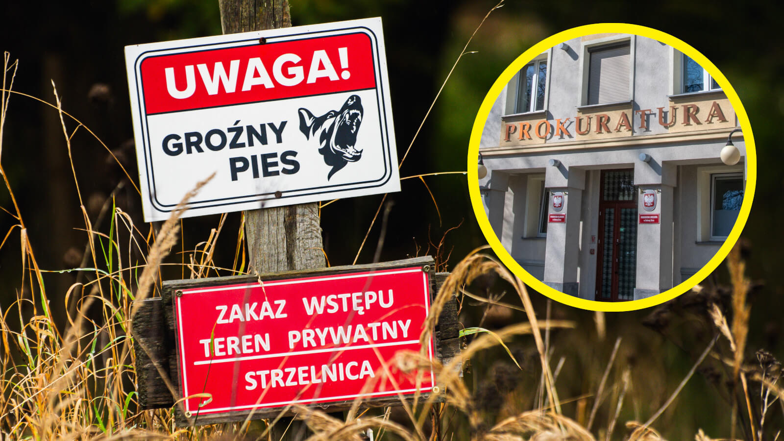Pogryziony przez psy Zielona Góra owczarek belgijski - Strzelnica Racula
