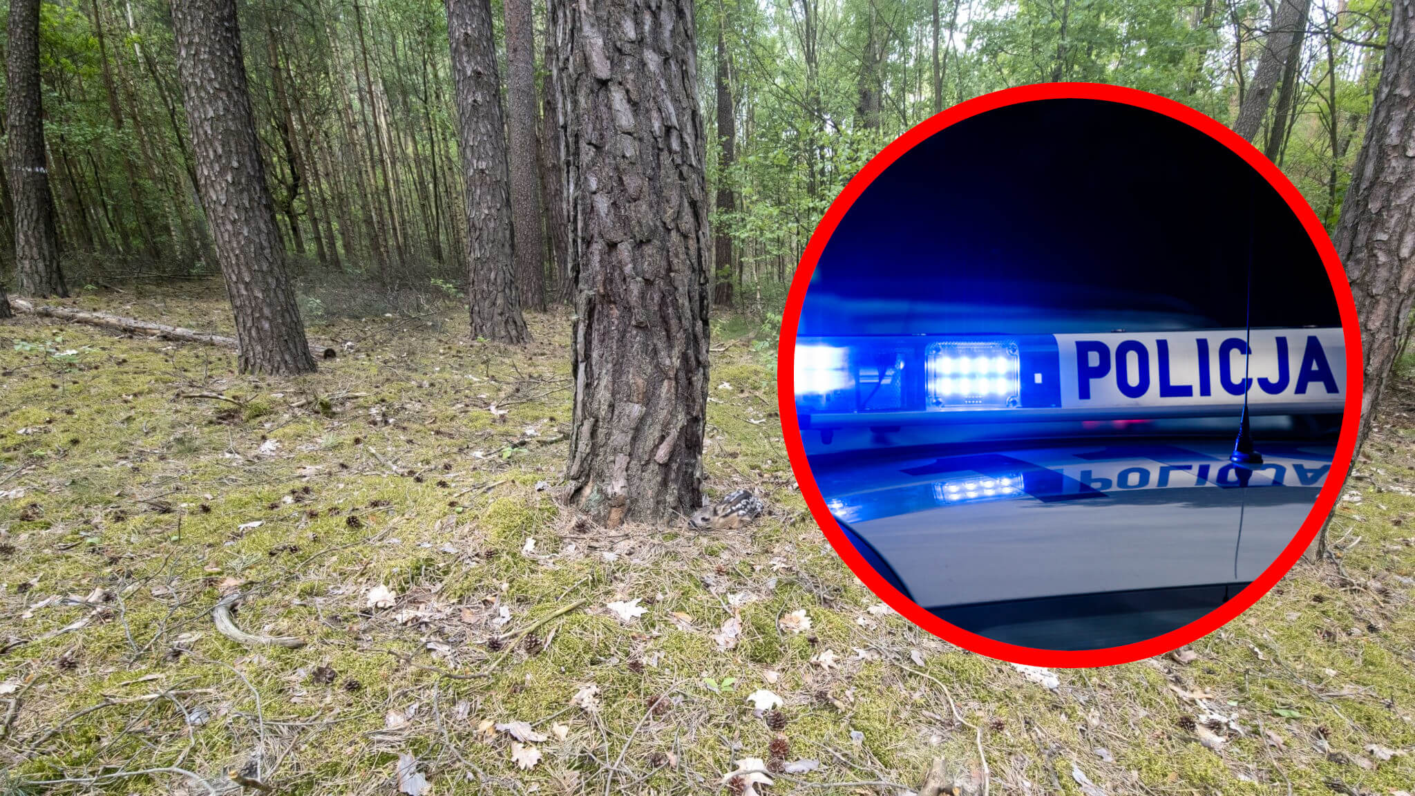 Pogryzienie przez psy Zielona Góra - Racula strzelnica