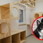 kociarnia Zielona Góra - schronisko Zielona Góra