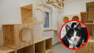 kociarnia Zielona Góra - schronisko Zielona Góra