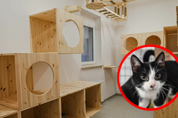 kociarnia Zielona Góra - schronisko Zielona Góra