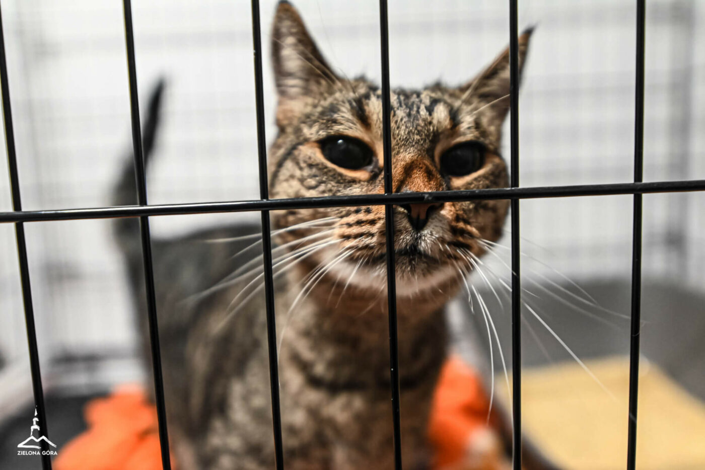 kociarnia Zielona Góra - schronisko Zielona Góra