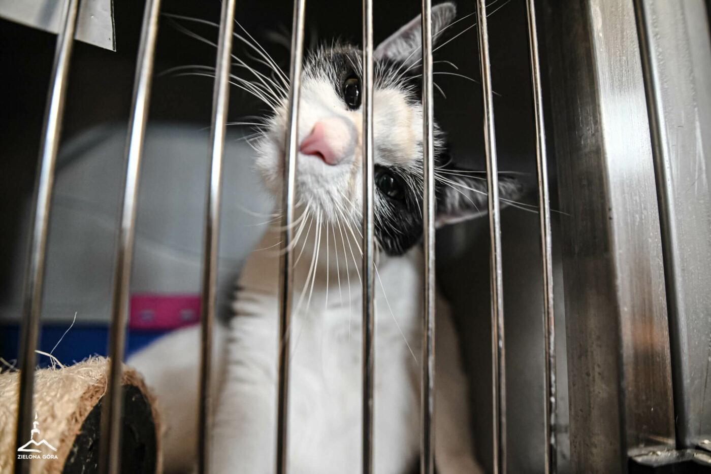 kociarnia Zielona Góra - schronisko Zielona Góra